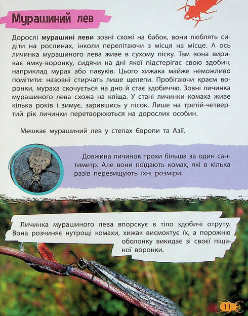 Мініенциклопедія. Комахи та павуки
