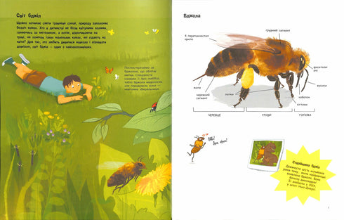 Усе про бджіл… і не тільки