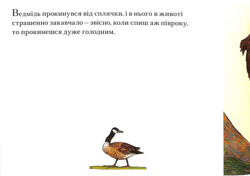 Ведмеже диво